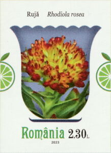 Arctic Root (Rhodiola rosea)