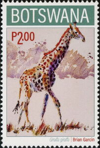 Giraffe (Giraffa giraffa)