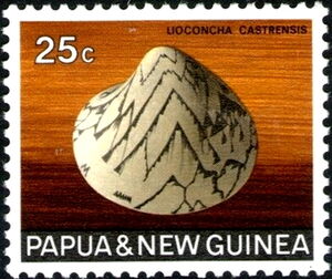 Zigzag Venus (Lioconcha castrensis)