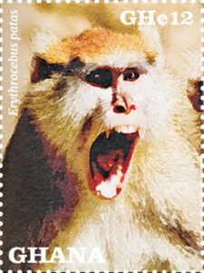 Patas Monkey (Erythrocebus patas)