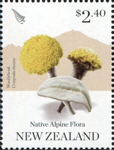 Woollyhead (Craspedia incana)