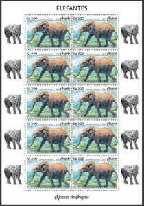 African Elephant (Loxodonta africana)