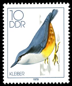 Eurasian Nuthatch (Sitta europaea)