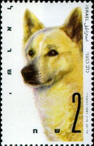 Canaan Dog (Canis lupus familiaris)