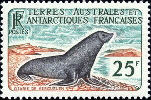 Antarctic Fur Seal (Arctocephalus gazella)