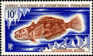 Marbled Rockcod (Notothenia rossil)