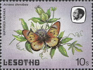 Suffused Acraea (Acraea stenobea)