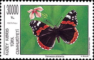 Red Admiral (Vanessa atalanta)