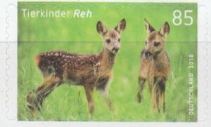 Western Roe Deer (Capreolus capreolus)
