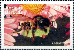 Leaf-cutter Bee - Overprinted