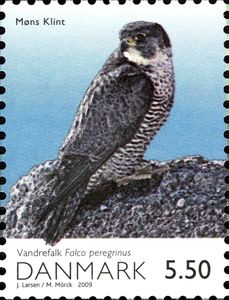 Peregrine Falcon (Falco peregrinus)