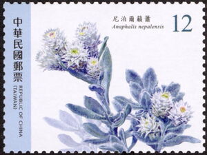 Anaphalis nepalensis