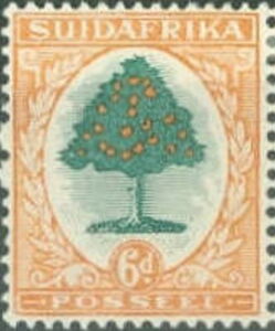 Orange Tree (Citrus sinensis)