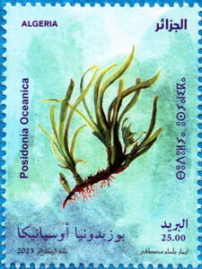 Neptune Grass (Posidonia oceanica)