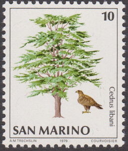 Golden Eagle (Aquila chrysaetos), Lebanon Cedar (Cedrus liba