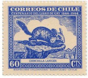 Long-tailed Chinchilla (Chinchilla lanigera)