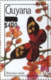 Aeode Longwing (Heliconius aoede)