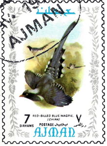 Red-billed Blue-Magpie (Urocissa erythroryncha)