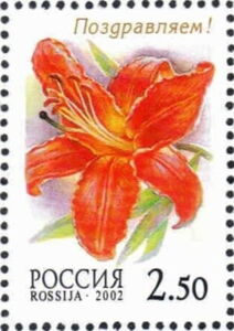 Lily "Cinnabar Lily"