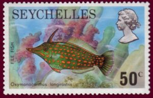 Orange-spotted Filefish (Oxymonacanthus longirostris)