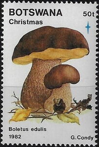 King boletus