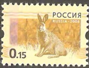 European Hare (Lepus europaeus)