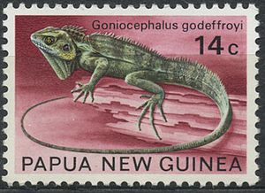 Angle-headed Agama (Goniocephalus godeffroyi)