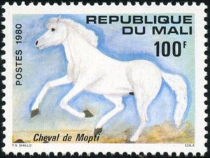 Horse from Mopti (Equus ferus caballus)
