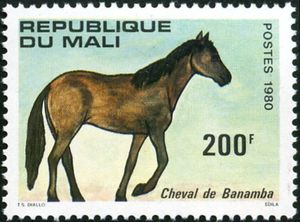Horse from Banamba (Equus ferus caballus)