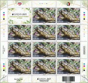 Mediterranean Painted Frog (Discoglossus pictus)