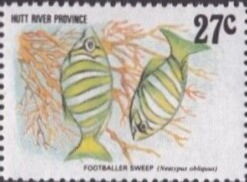 Coral Fish, Footballer Sweep