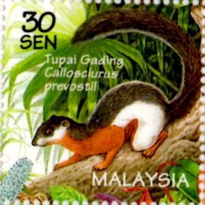 Prevost's Squirrel (Callosciurus prevostii)