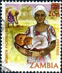 Women picking mushrooms