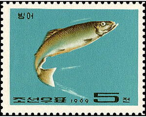 Japanese Amberjack (Seriola quinqueradiata)