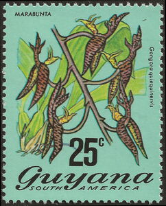 Marabunta (Gongora quinquinervis)