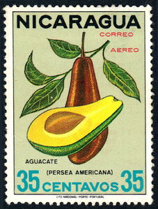 Avocado