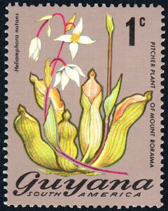 Pitcher Plant of Mount Roraima (Heliamphora nutans )