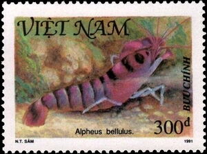 Pretty Snapping Shrimp (Alpheus bellulus)