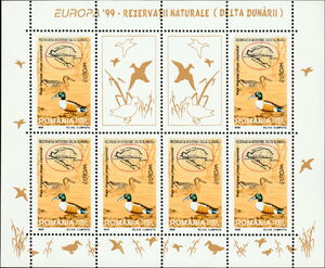 Northern Shoveler (Anas clypeata)