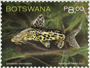 Large-Mouth Sqeaker (Synodontis macrostoma)