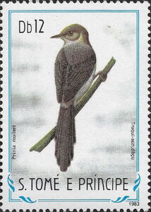 Sao Tome Prinia (Prinia molleri)