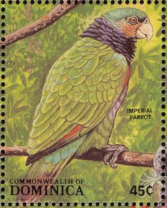 Imperial Parrot (Amazona imperialis)