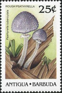 Rough Psathyrella (Psathyrella tuberculata)