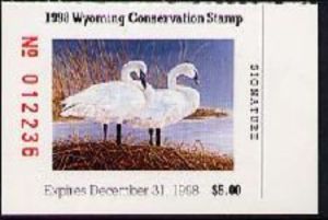 Trumpeter swan (Cygnus buccinator)