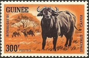 African Forest Buffalo (Syncerus caffer nanus)