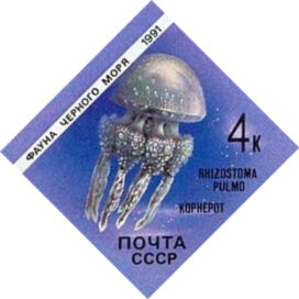 Jellyfish (Rhizostoma pulmo)