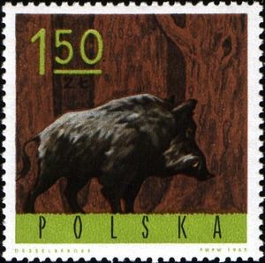 Wild Boar (Sus scrofa)