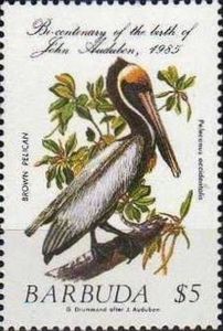 Brown Pelican (Pelecanus occidentalis)