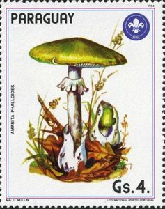 Amanita phalloides