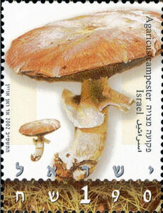 Agaricus campester